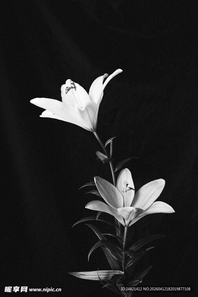 黑白百合花特写