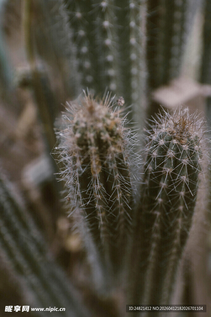 多株毛茸茸的小仙人掌