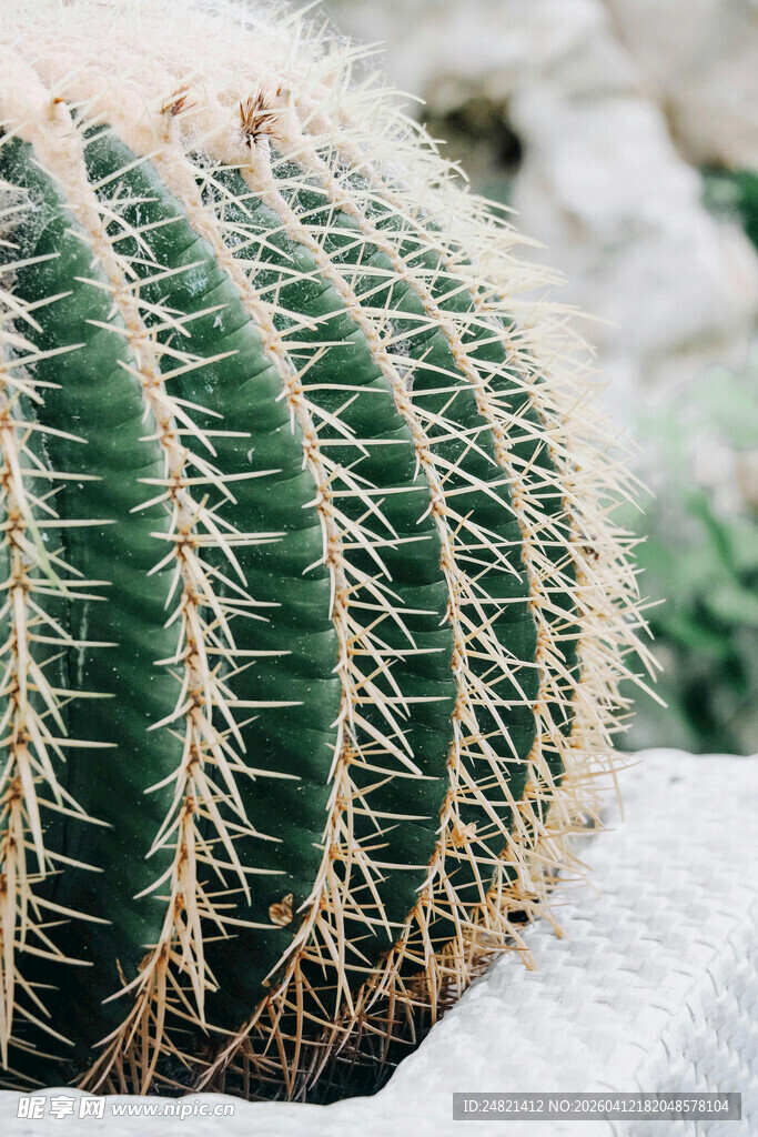 带刺的翠绿仙人掌特写