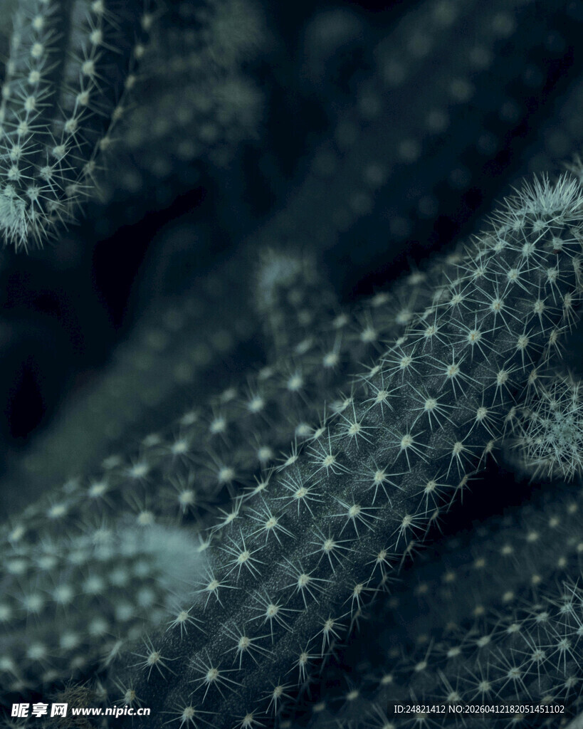 带刺的仙人掌特写