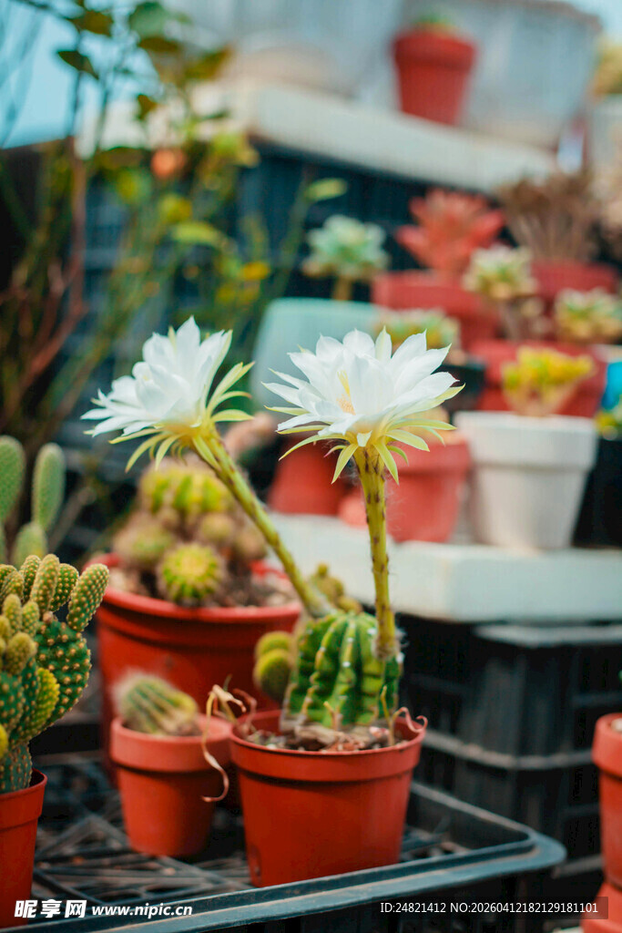 多彩仙人掌盆栽展示