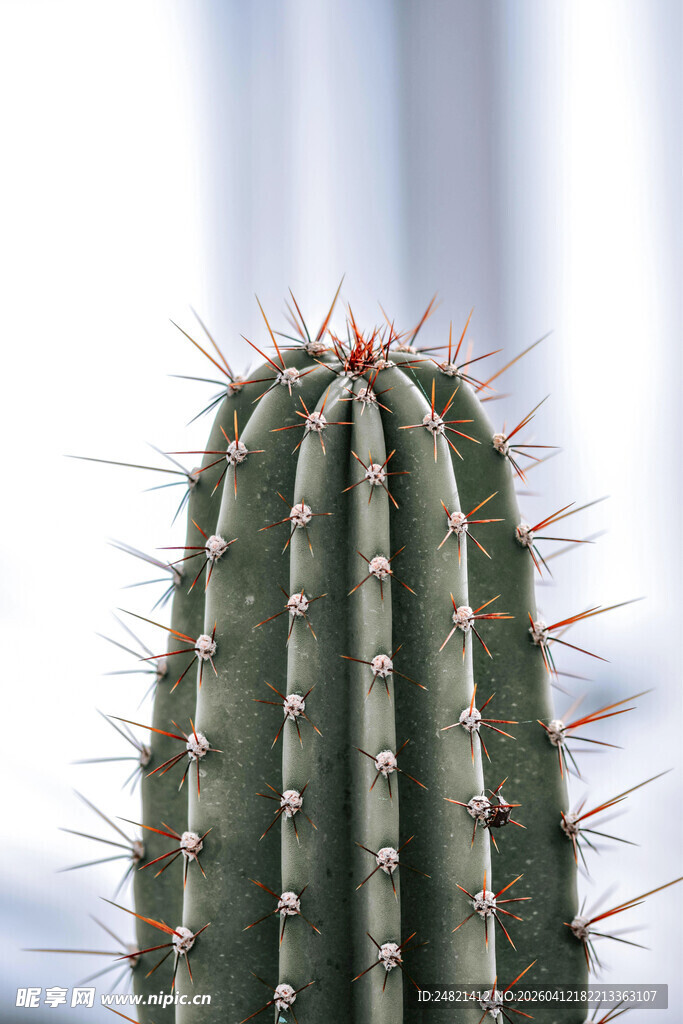 挺拔仙人掌特写