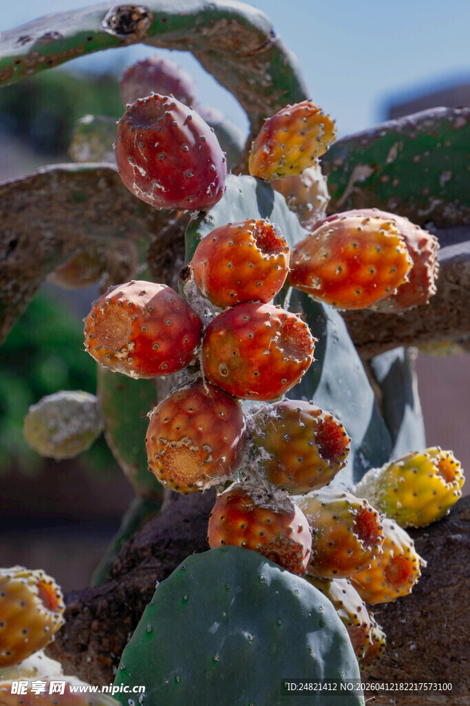 多彩仙人掌果实特写