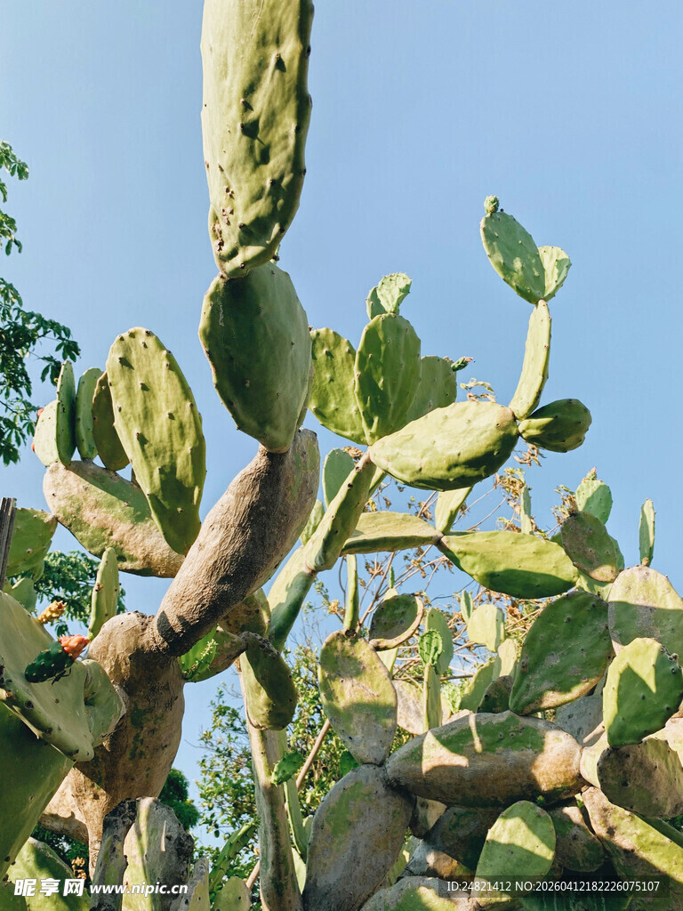 户外大型仙人掌特写