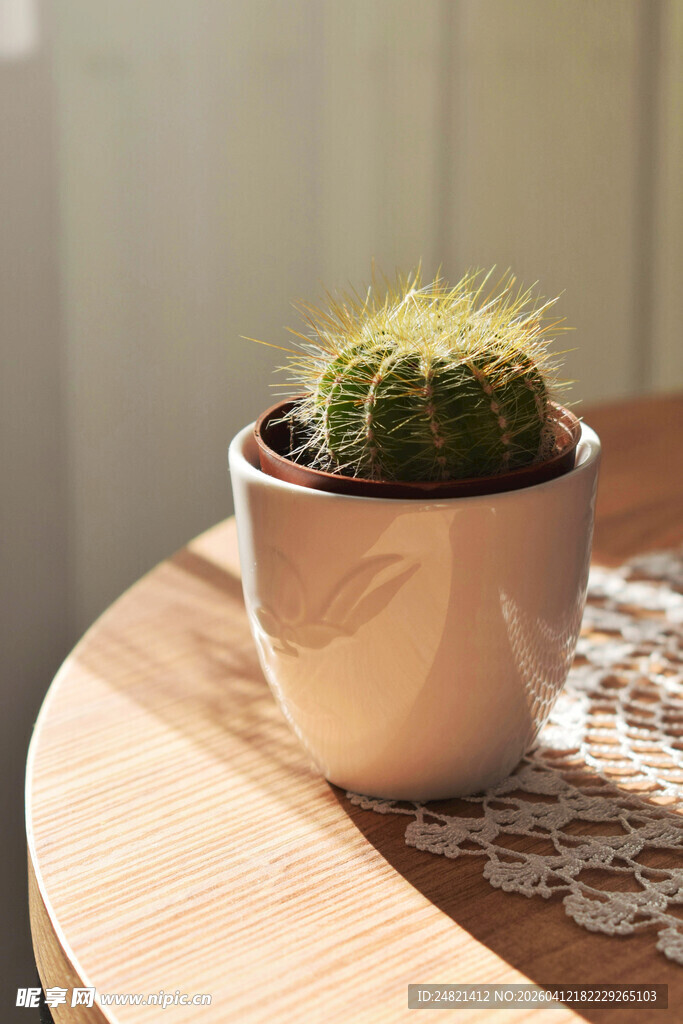 白色花盆中的可爱仙人掌