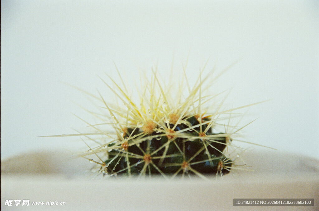 可爱小刺猬仙人掌特写