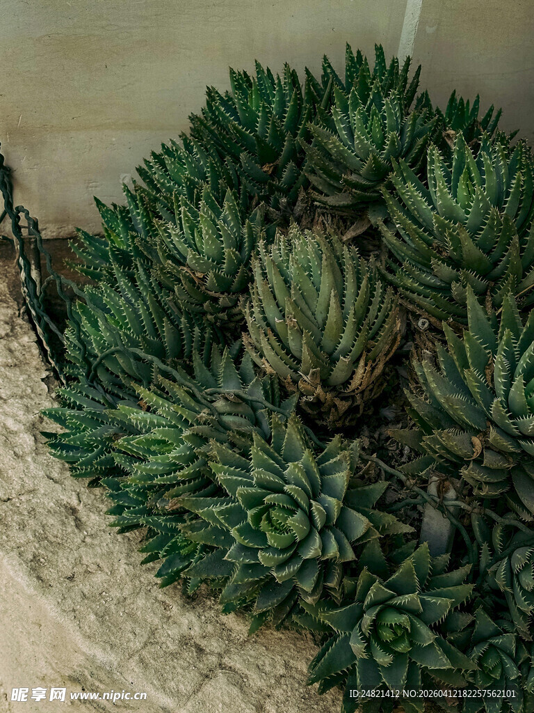 簇拥的多肉植物景观