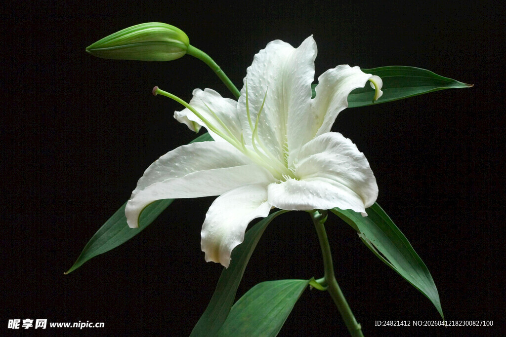 优雅绽放的白色百合花