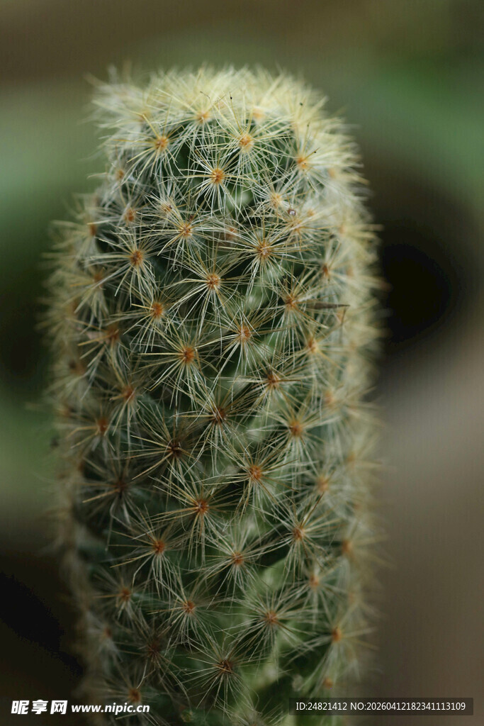 带刺的仙人掌特写