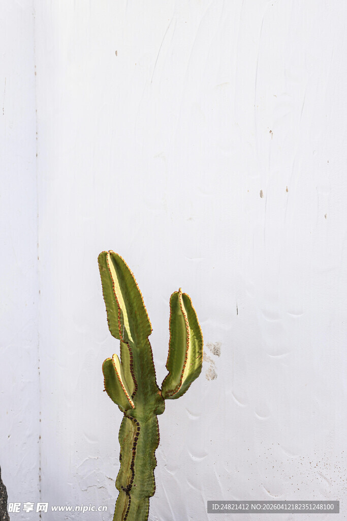 单株仙人掌特写