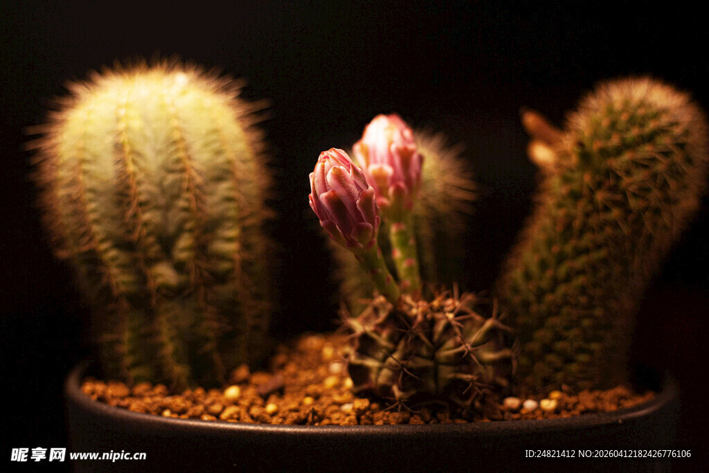 盆栽仙人掌绽放娇嫩花苞