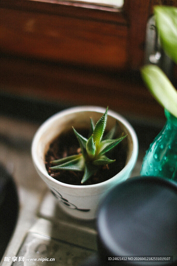 小盆栽置于杯中的清新景象