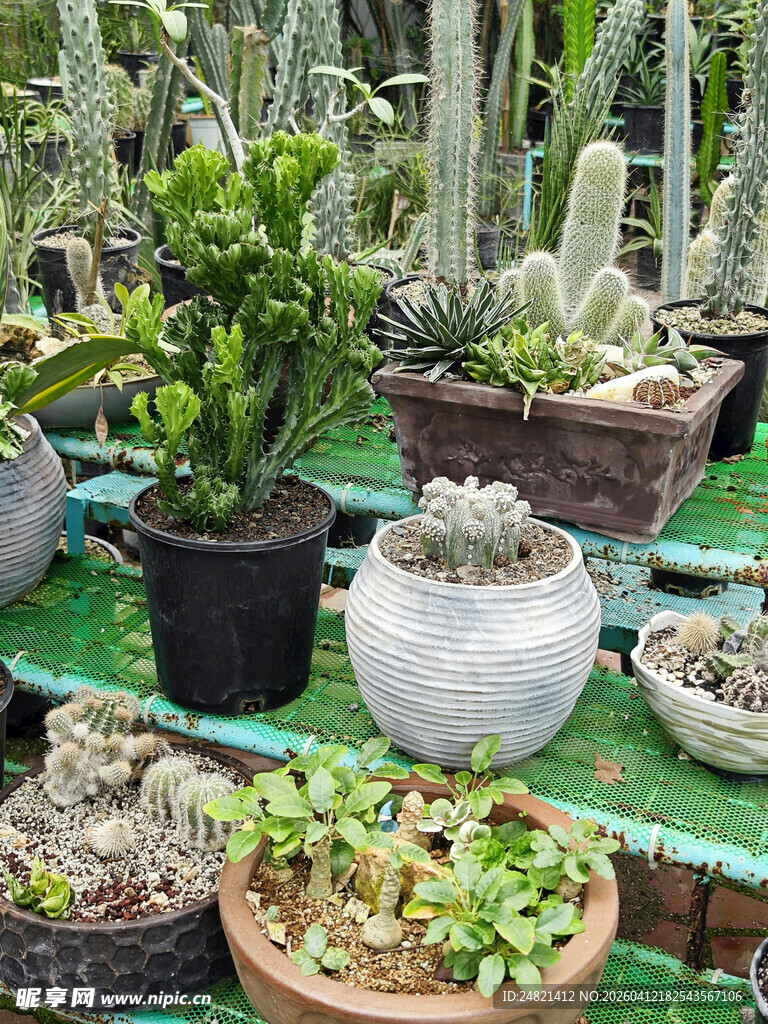 多样盆栽仙人掌展示
