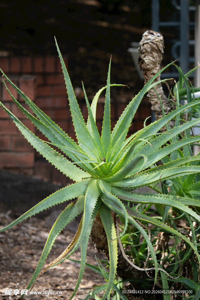 翠绿芦荟植物特写
