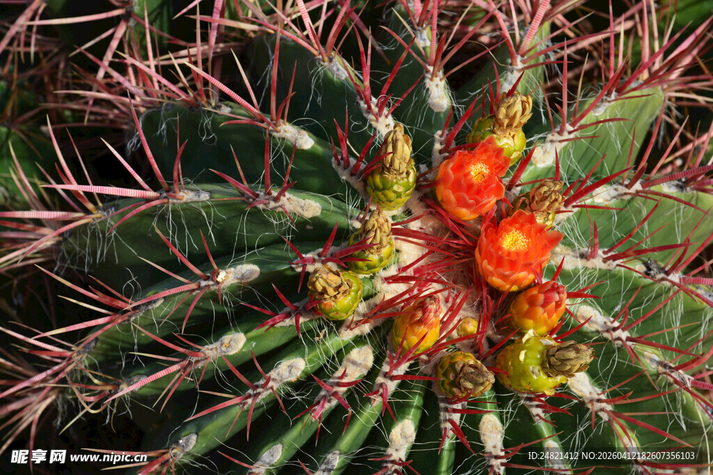 带红果的刺状仙人掌特写