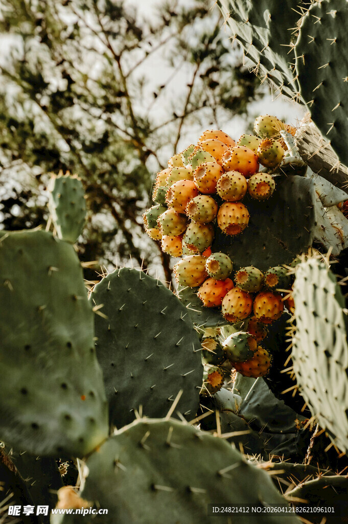 带橙色果实的仙人掌特写