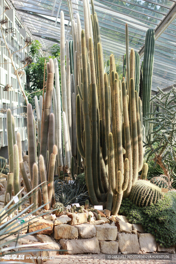 温室中的高大仙人掌景观