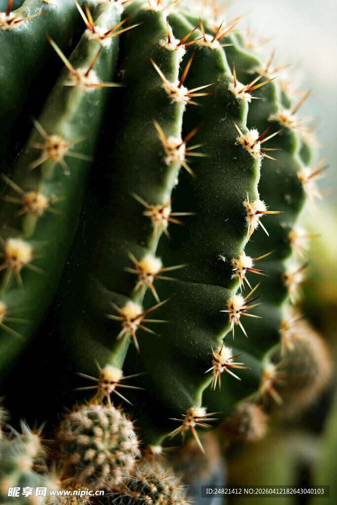 带刺的绿色仙人掌特写
