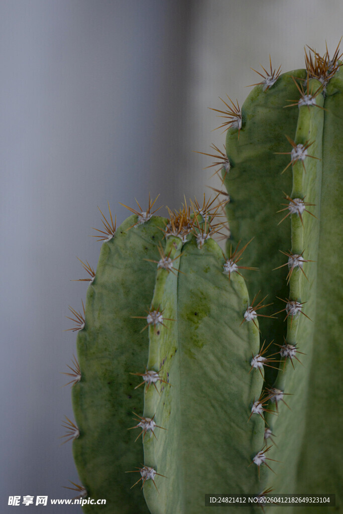 带刺的仙人掌特写