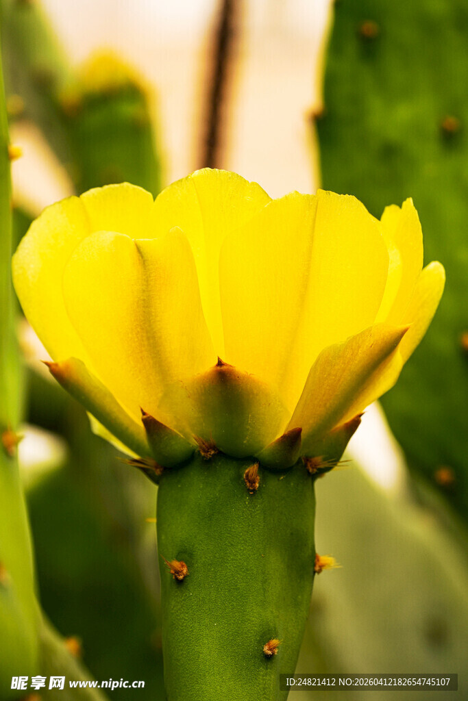 仙人掌上绽放的明艳黄花