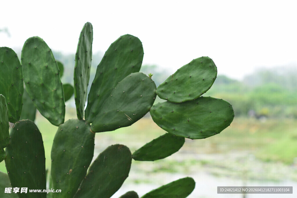 翠绿仙人掌特写