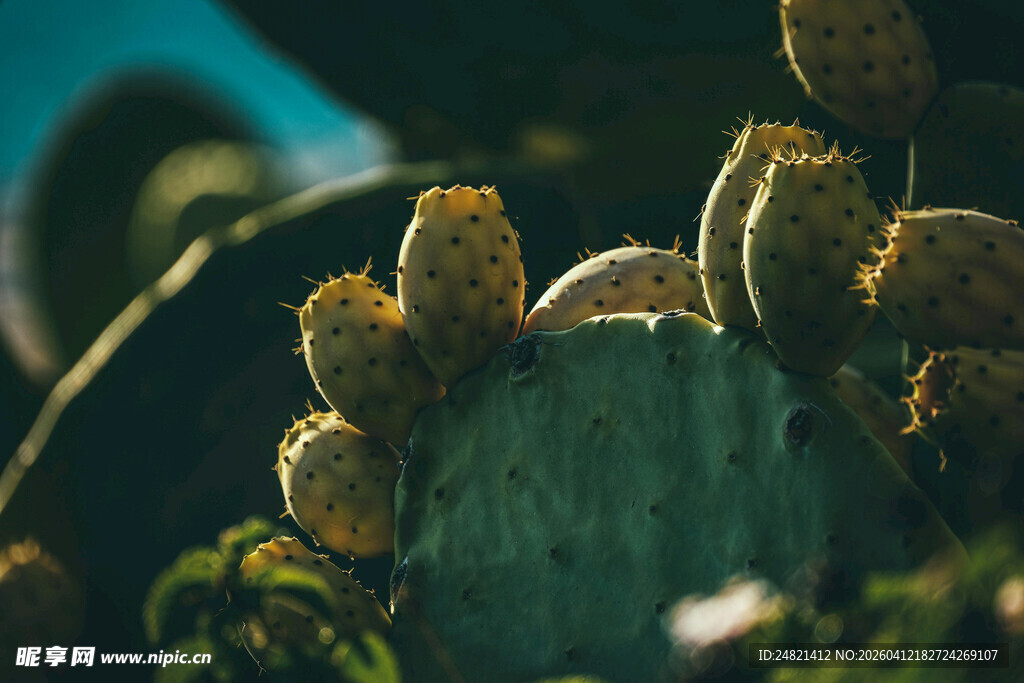 阳光下的仙人掌特写