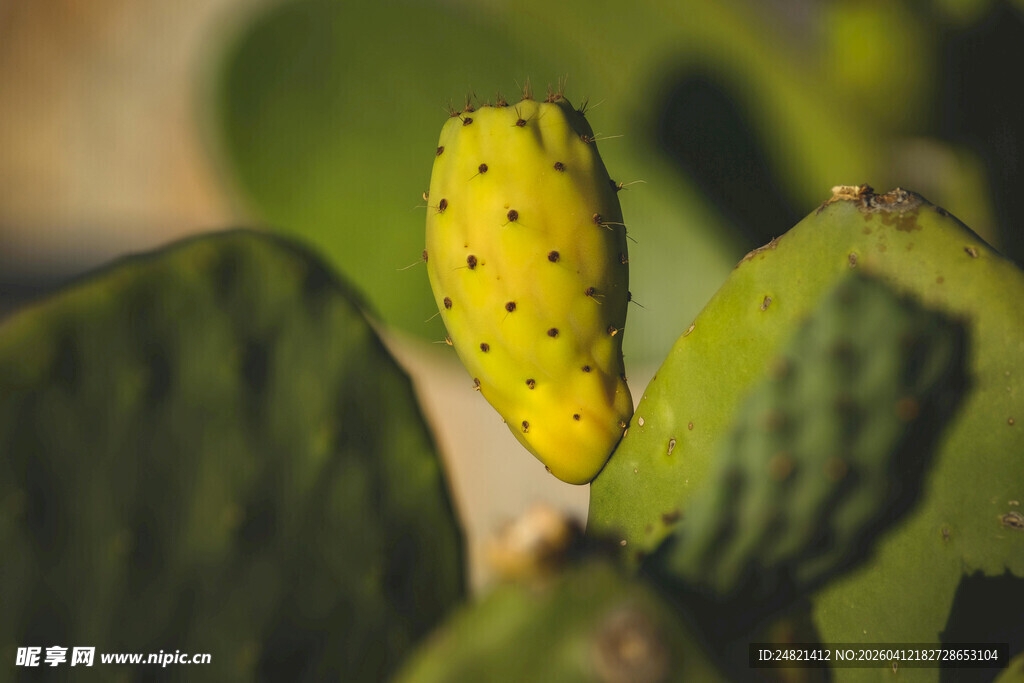 带刺的黄色仙人掌果实