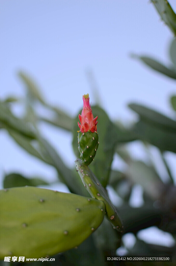 仙人掌上的红色小花