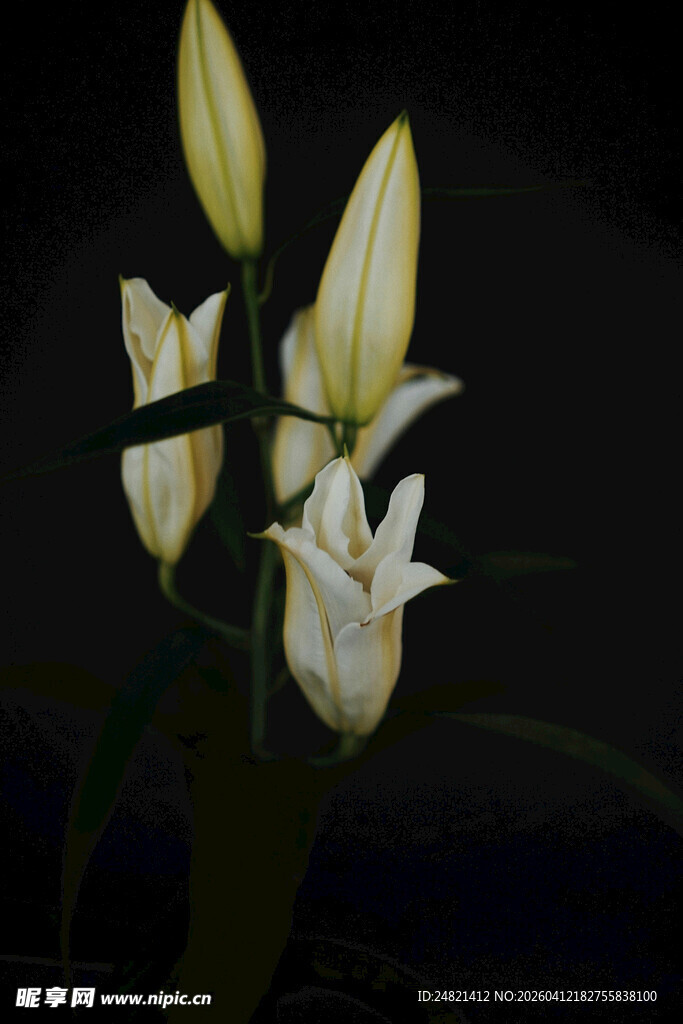 优雅绽放的白色百合花