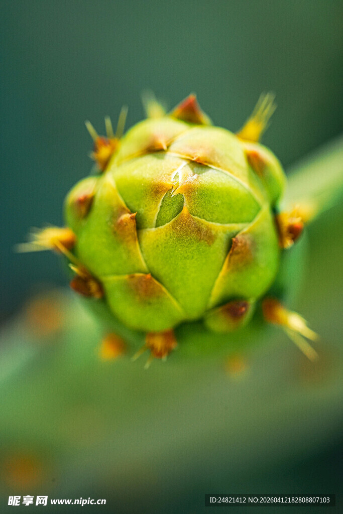 绿色带刺植物果实特写