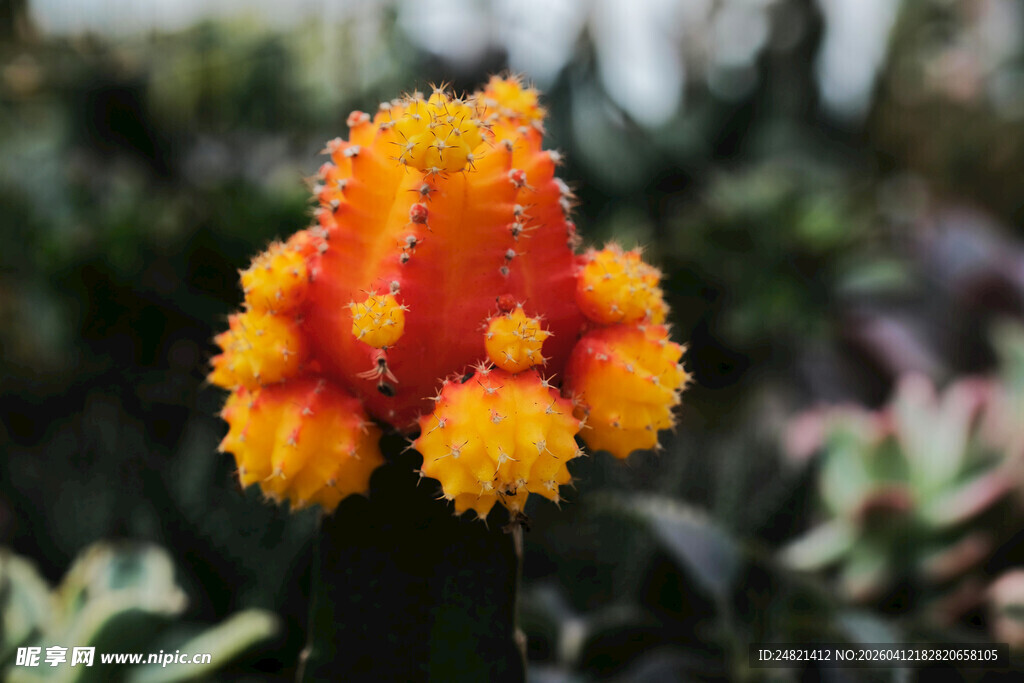 橙黄艳丽仙人掌花朵