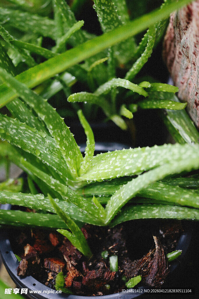 嫩绿植物生机盎然