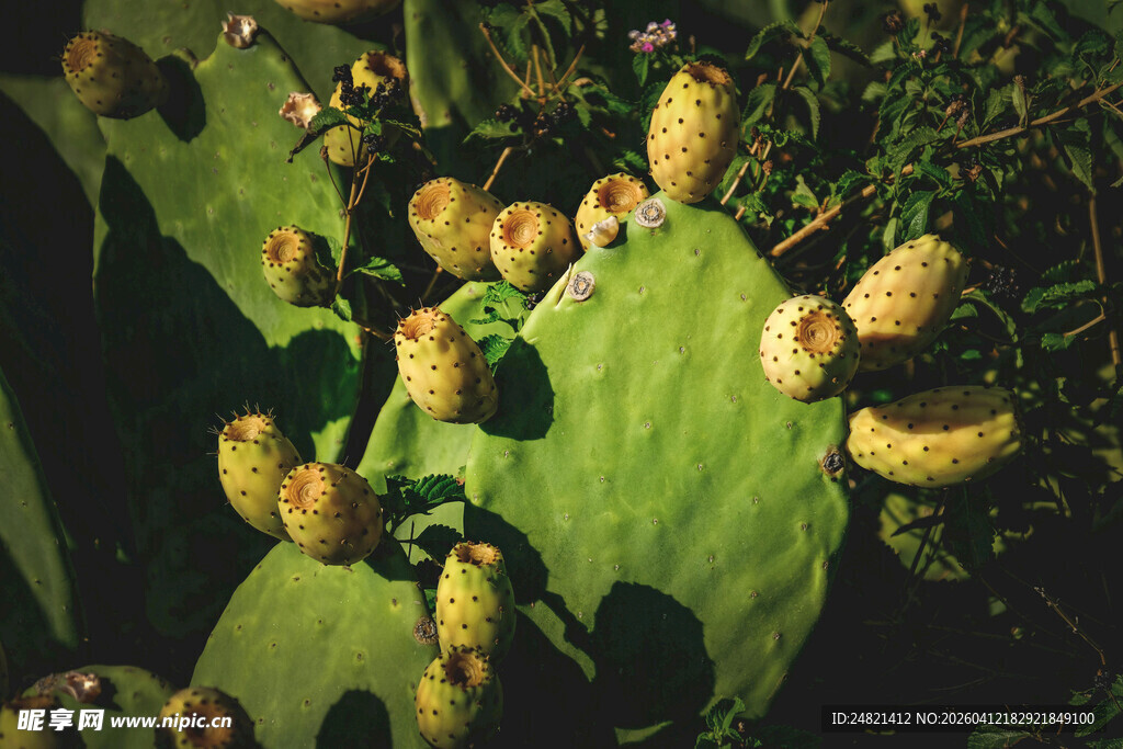 带果仙人掌特写