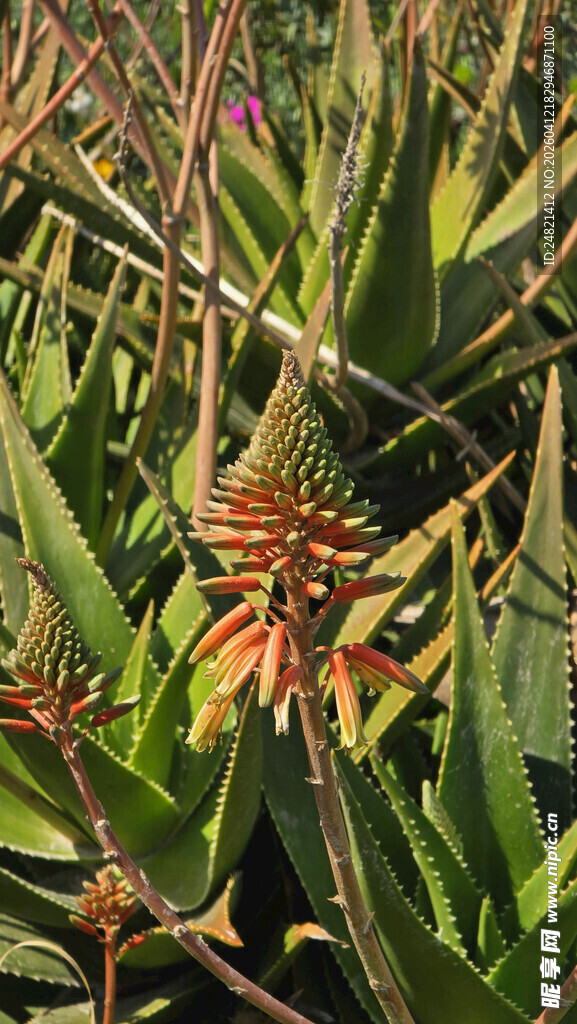 芦荟丛中的艳丽花朵