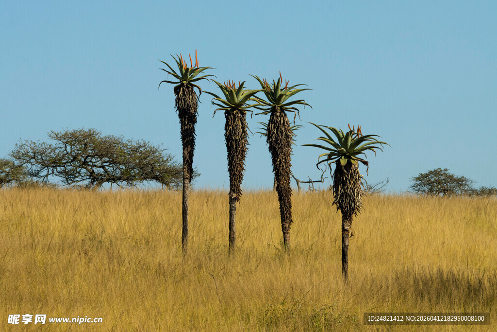 草原上的几株高大树木