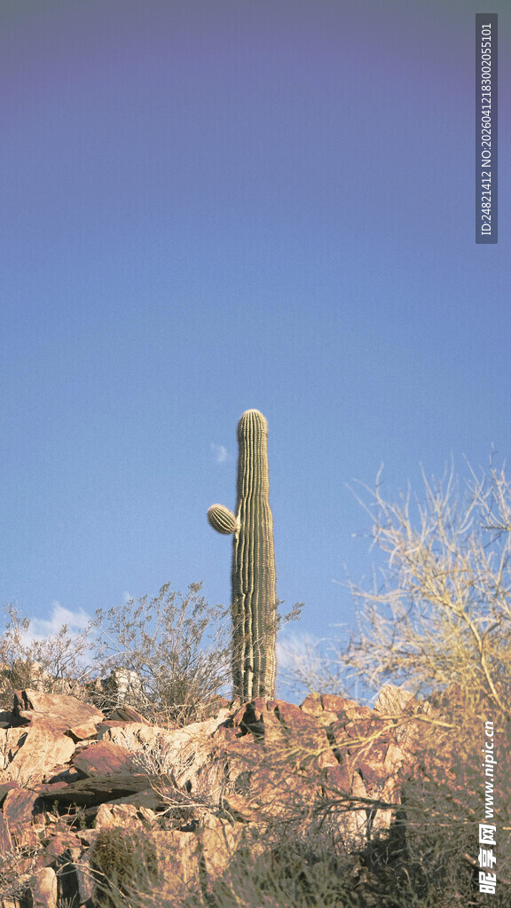 沙漠中的高大仙人掌