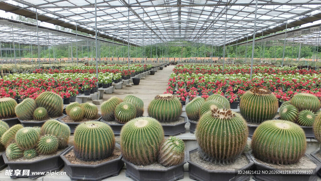 温室中的多样仙人掌花卉