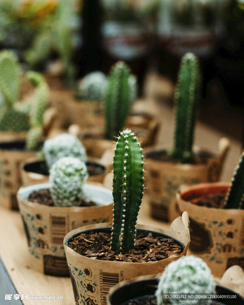 可爱多肉盆栽整齐摆放