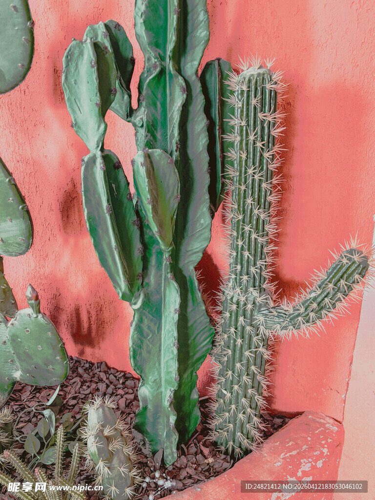 多彩仙人掌盆栽展示