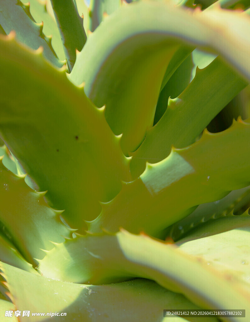 翠绿芦荟叶片特写