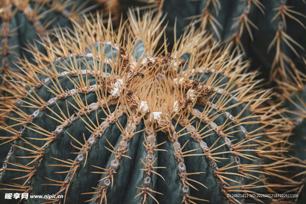 带刺的仙人球特写
