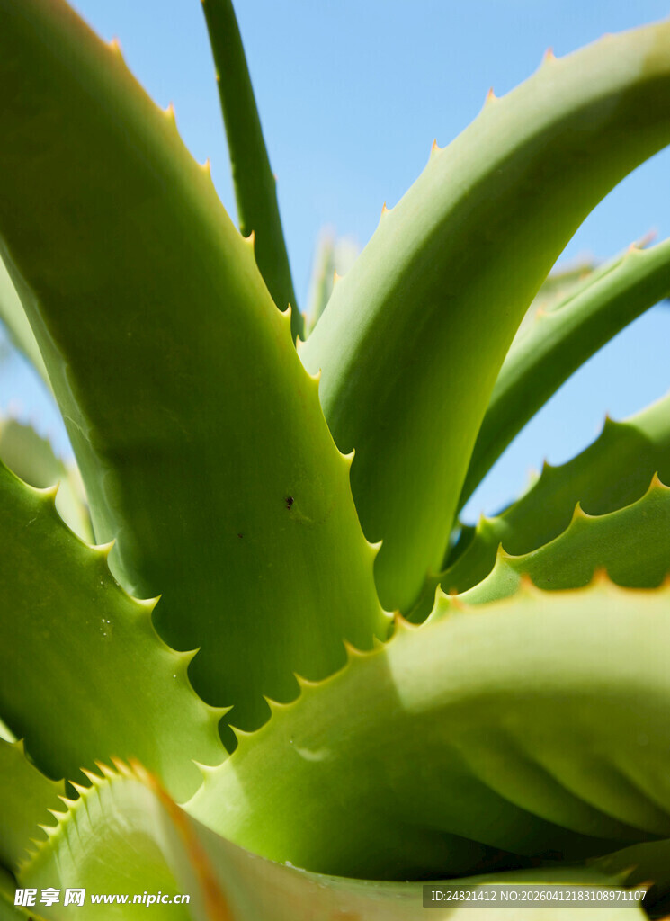 翠绿芦荟的生机特写