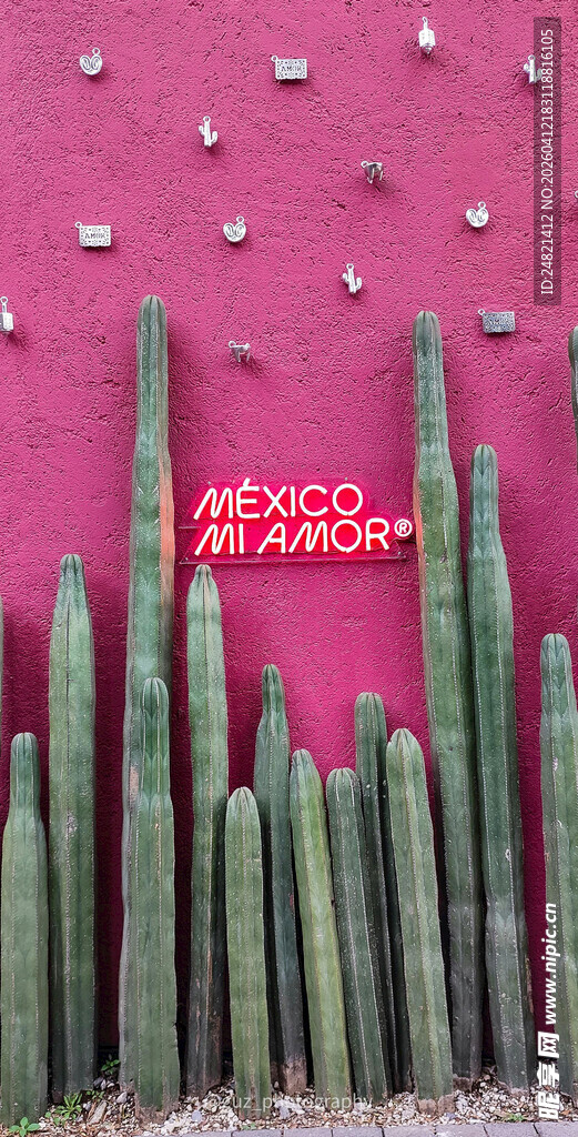 粉色背景下的多株柱状仙人掌