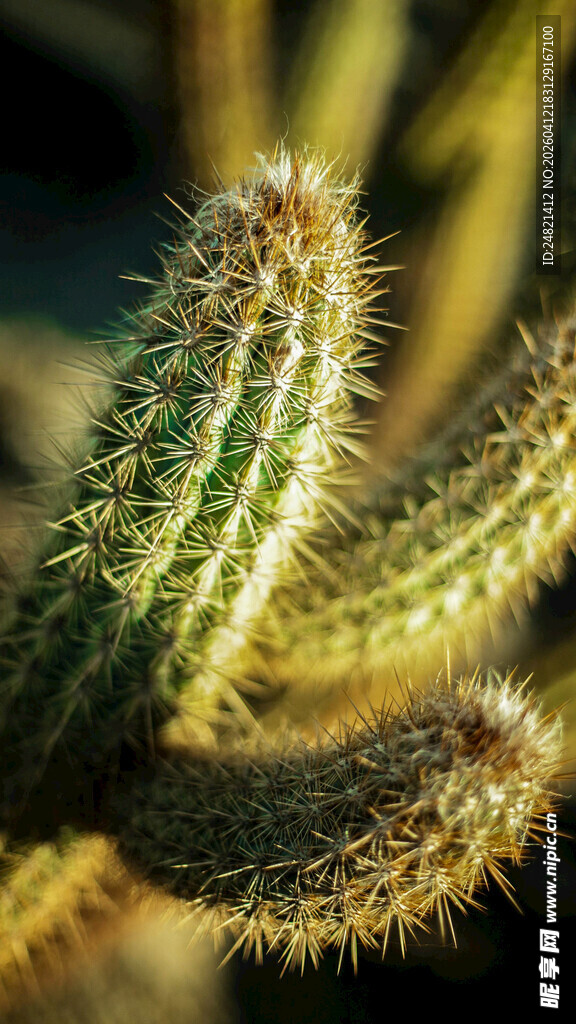 带刺的仙人掌特写