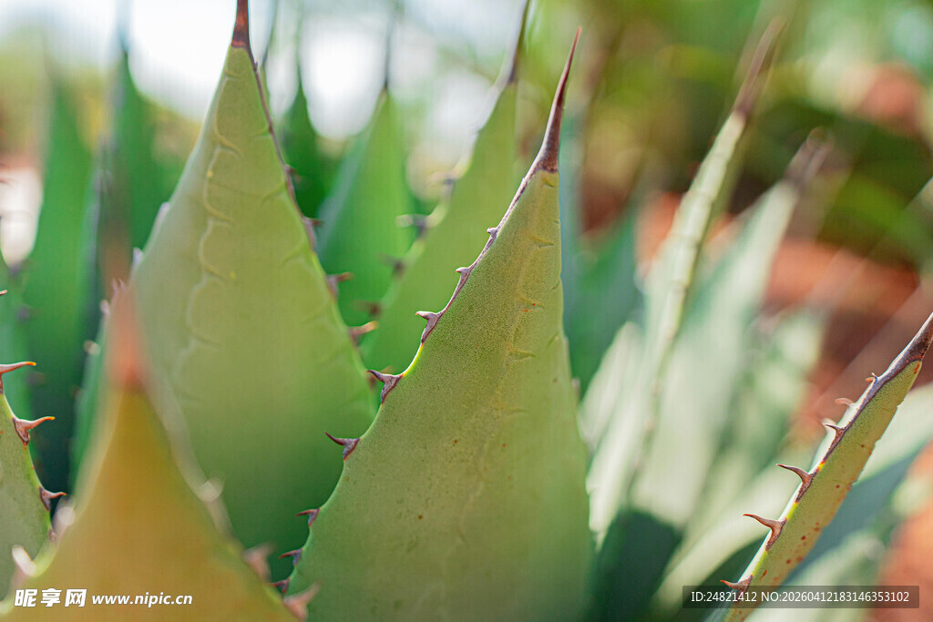 翠绿芦荟叶片特写