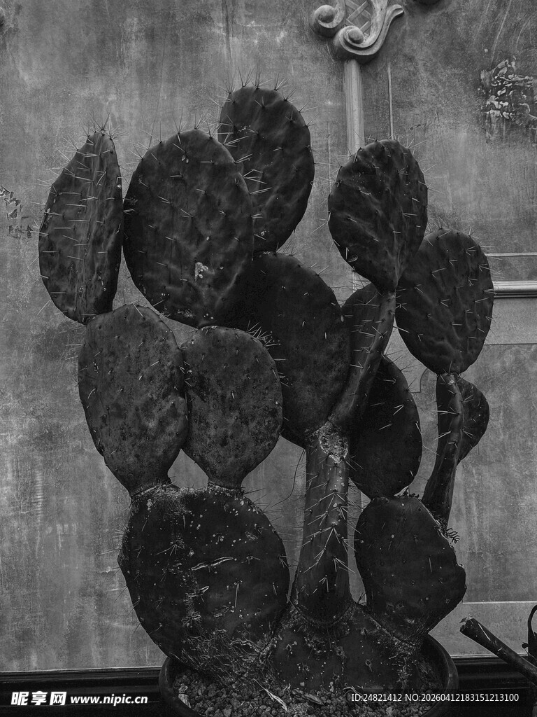 复古风仙人掌特写