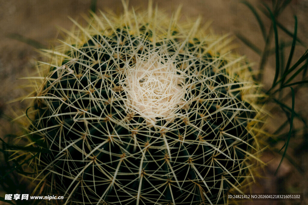 球形仙人掌特写