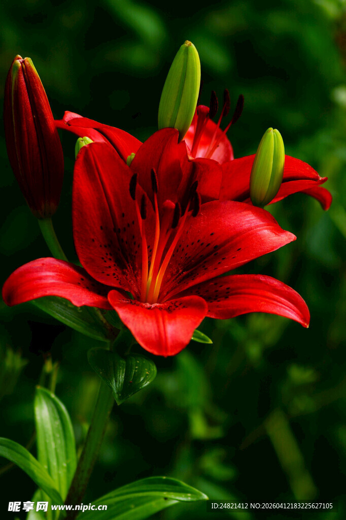 艳丽红百合绽放绿意间