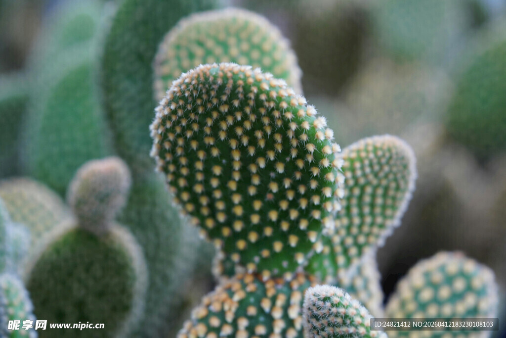 可爱仙人掌特写