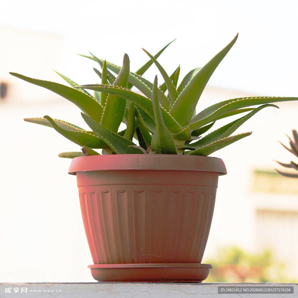 红色花盆中的翠绿盆栽